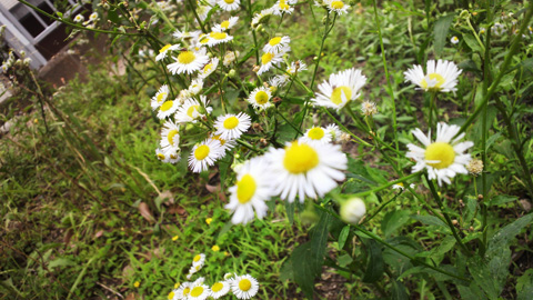 2013062713350001.JPG