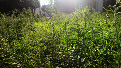 2013071517230001.JPG