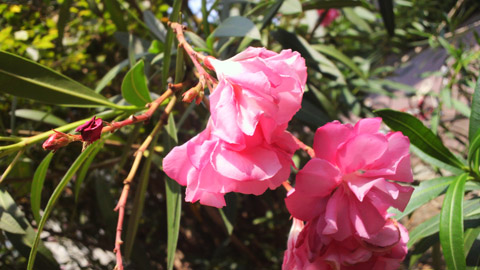 2013072513300000.JPG
